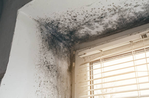 Affordable Bathroom Mold Removal solutions in Fort Belvoir, VA